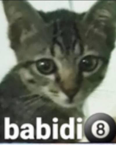 Descanse em Paz, gato maconha...